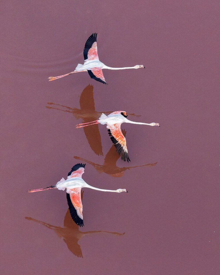 maharloo-15-pardisan